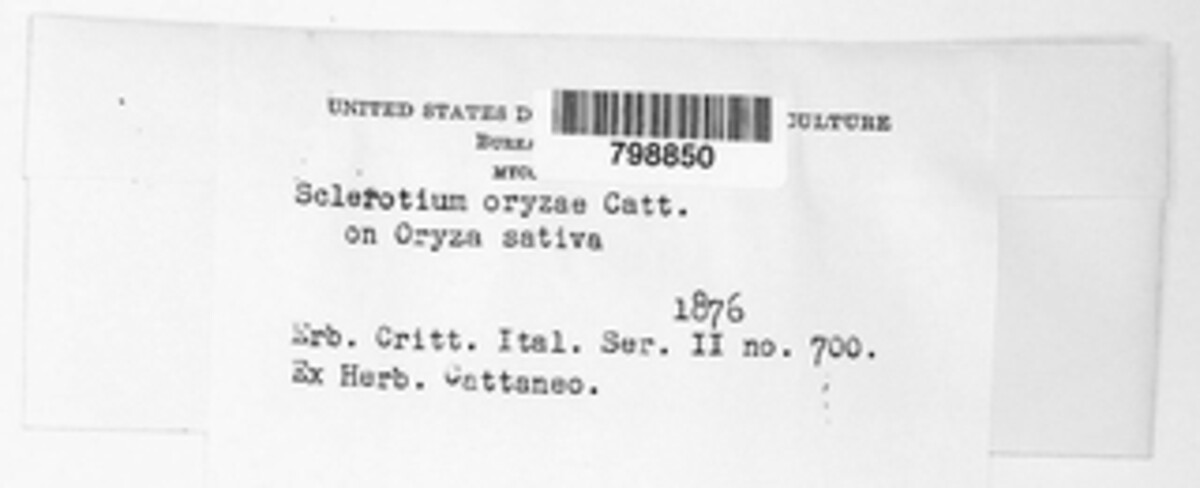 Nakataea oryzae image